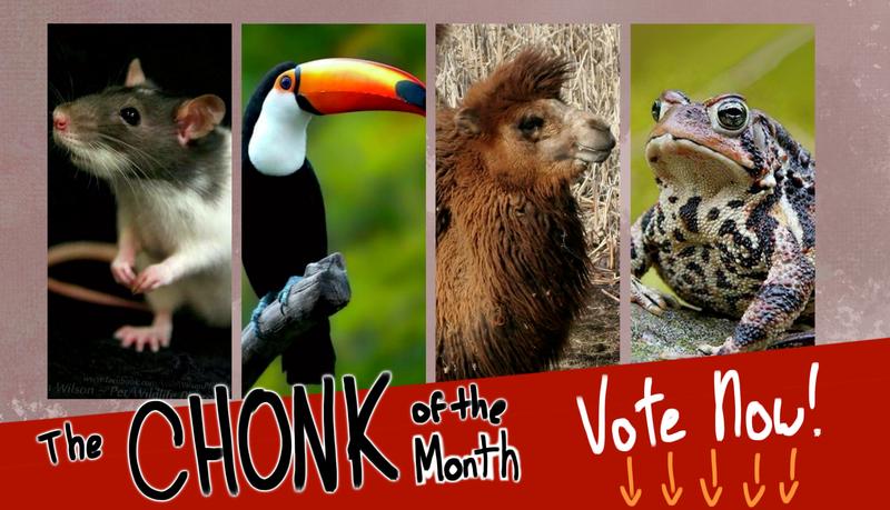  Chonk of the month