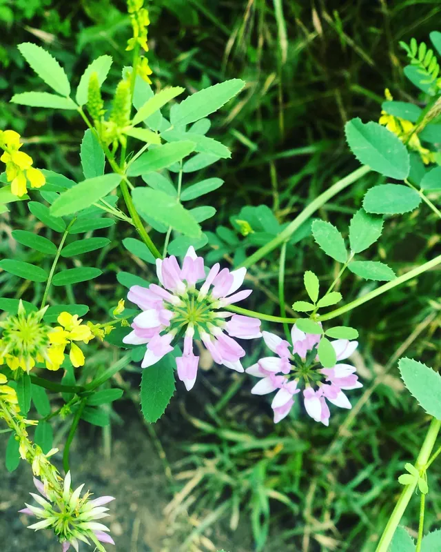 𝒷𝑒𝒽𝒾𝓃𝒹 𝓉𝒽𝑒 𝓈𝒸𝑒𝓃𝑒𝓈 𝓊𝓅𝒹𝒶𝓉𝑒 🌱
