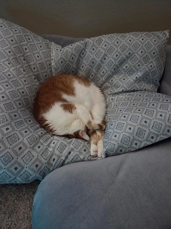 Sleeping origami!