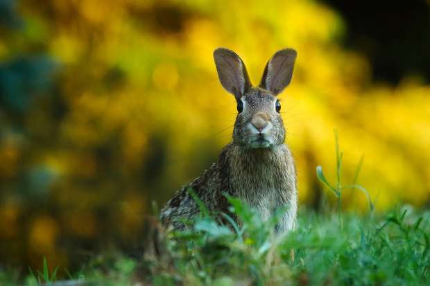 💞🥚Let's Talk About Ostara!🐇💐