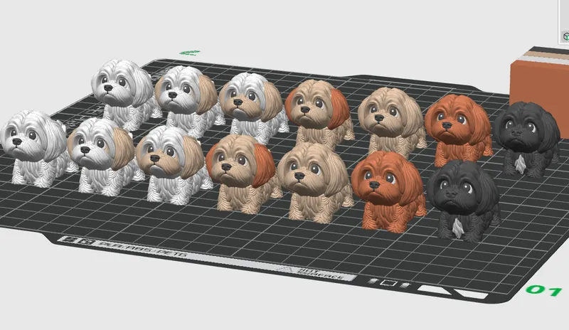 Little Maltese